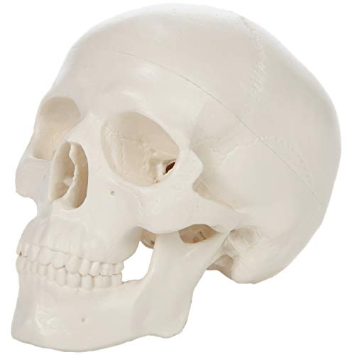 Axis Scientific Miniature Human Skull Model, 3 Part Anatomical Skull is 3.5'' Tall, with Removable Skull Cap and Moving Jaw, Includes Detailed Product Manual, Worry Free 3 Year Warranty