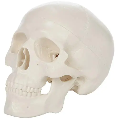 Axis Scientific Miniature Human Skull Model, 3 Part Anatomical Skull is 3.5'' Tall, with Removable Skull Cap and Moving Jaw, Includes Detailed Product Manual, Worry Free 3 Year Warranty
