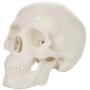 Axis Scientific Miniature Human Skull Model, 3 Part Anatomical Skull is 3.5'' Tall, with Removable Skull Cap and Moving Jaw, Includes Detailed Product Manual, Worry Free 3 Year Warranty