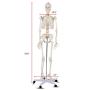 Giantex 70.8'' Life Size Skeleton Model, with Roller Stand, 2 Casters with Brake, Removable Parts, Anatomical Poster and Dust Cover, Human Skeleton Model for Anatomy
