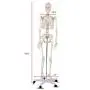 Giantex 70.8'' Life Size Skeleton Model, with Roller Stand, 2 Casters with Brake, Removable Parts, Anatomical Poster and Dust Cover, Human Skeleton Model for Anatomy Giantex 70.8'' Life Size Skeleton Model, with Roller Stand, 2 Casters with Brake, Removable Parts, Anatomical Poster and Dust Cover, Human Skeleton Model for Anatomy