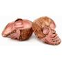 Bezelry 10 Pieces Small Skull Pink Patina Varnished Metal Shank Buttons. 16mmx10mm.