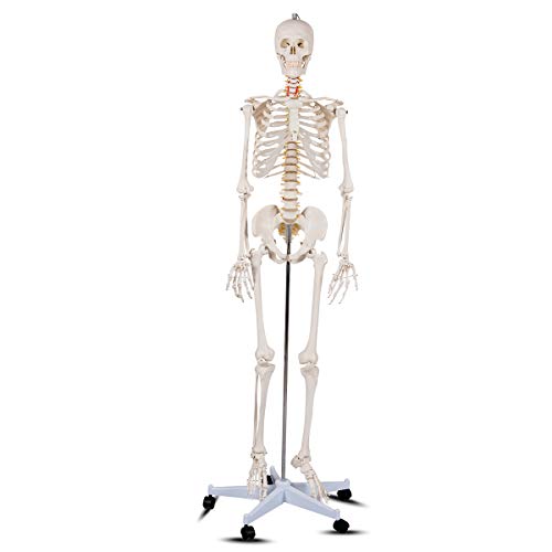 Giantex 70.8'' Life Size Skeleton Model, with Roller Stand, 2 Casters with Brake, Removable Parts, Anatomical Poster and Dust Cover, Human Skeleton Model for Anatomy