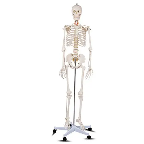 Giantex 70.8'' Life Size Skeleton Model, with Roller Stand, 2 Casters with Brake, Removable Parts, Anatomical Poster and Dust Cover, Human Skeleton Model for Anatomy Giantex 70.8'' Life Size Skeleton Model, with Roller Stand, 2 Casters with Brake, Removable Parts, Anatomical Poster and Dust Cover, Human Skeleton Model for Anatomy