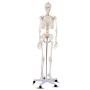 Giantex 70.8'' Life Size Skeleton Model, with Roller Stand, 2 Casters with Brake, Removable Parts, Anatomical Poster and Dust Cover, Human Skeleton Model for Anatomy