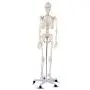 Giantex 70.8'' Life Size Skeleton Model, with Roller Stand, 2 Casters with Brake, Removable Parts, Anatomical Poster and Dust Cover, Human Skeleton Model for Anatomy Giantex 70.8'' Life Size Skeleton Model, with Roller Stand, 2 Casters with Brake, Removable Parts, Anatomical Poster and Dust Cover, Human Skeleton Model for Anatomy