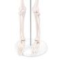 LYOU Mini Human Skeleton Model, Half Life Size Skeleton Replica with Removable Arms and Legs, Includes Detailed Poster for Study and Reference