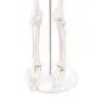 LYOU Mini Human Skeleton Model, Half Life Size Skeleton Replica with Removable Arms and Legs, Includes Detailed Poster for Study and Reference LYOU Mini Human Skeleton Model, Half Life Size Skeleton Replica with Removable Arms and Legs, Includes Detailed Poster for Study and Reference