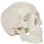 Axis Scientific Miniature Human Skull Model, 3 Part Anatomical Skull is 3.5'' Tall, with Removable Skull Cap and Moving Jaw, Includes Detailed Product Manual, Worry Free 3 Year Warranty