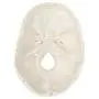 Axis Scientific Miniature Human Skull Model, 3 Part Anatomical Skull is 3.5'' Tall, with Removable Skull Cap and Moving Jaw, Includes Detailed Product Manual, Worry Free 3 Year Warranty