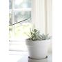 JOCO Home Small Watering Can Indoor Outdoor Metal Silver Water Plants Mini Watering Device Plant Waterer Succulent Bonsai Best Silver Watering Can Modern Design Cute for Kids Room Or Decoration