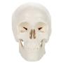 Axis Scientific Miniature Human Skull Model, 3 Part Anatomical Skull is 3.5'' Tall, with Removable Skull Cap and Moving Jaw, Includes Detailed Product Manual, Worry Free 3 Year Warranty