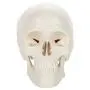 Axis Scientific Miniature Human Skull Model, 3 Part Anatomical Skull is 3.5'' Tall, with Removable Skull Cap and Moving Jaw, Includes Detailed Product Manual, Worry Free 3 Year Warranty