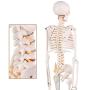 LYOU Mini Human Skeleton Model, Half Life Size Skeleton Replica with Removable Arms and Legs, Includes Detailed Poster for Study and Reference