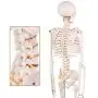 LYOU Mini Human Skeleton Model, Half Life Size Skeleton Replica with Removable Arms and Legs, Includes Detailed Poster for Study and Reference LYOU Mini Human Skeleton Model, Half Life Size Skeleton Replica with Removable Arms and Legs, Includes Detailed Poster for Study and Reference