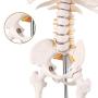 LYOU Mini Human Skeleton Model, Half Life Size Skeleton Replica with Removable Arms and Legs, Includes Detailed Poster for Study and Reference