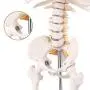 LYOU Mini Human Skeleton Model, Half Life Size Skeleton Replica with Removable Arms and Legs, Includes Detailed Poster for Study and Reference LYOU Mini Human Skeleton Model, Half Life Size Skeleton Replica with Removable Arms and Legs, Includes Detailed Poster for Study and Reference