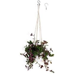 Encore Essentials Macrame Plant Hangers Indoor w/ 2 Hook Options - 37'' Ivory Hanging Planter Basket with Decorative Wood Beads - Hanging Flower Pot Holder - Boho Plant Hanger Style for Indoor/Outdoor