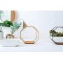 Ivolador Modern Wall Planter, Metal Wire Octagon Design Wall-Mounted Shelves with Ceramic Flower Pot, Air Plant Container Hanging Vase Desktop Succulents Planter-Golden
