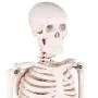 LYOU Mini Human Skeleton Model, Half Life Size Skeleton Replica with Removable Arms and Legs, Includes Detailed Poster for Study and Reference LYOU Mini Human Skeleton Model, Half Life Size Skeleton Replica with Removable Arms and Legs, Includes Detailed Poster for Study and Reference