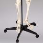 TakeTex 70.8'' Life-Size Human Skeleton Model, Including Anatomical Skeleton Model + Colorful Chart + Cover