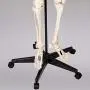 TakeTex 70.8'' Life-Size Human Skeleton Model, Including Anatomical Skeleton Model + Colorful Chart + Cover