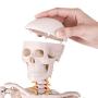 LYOU Mini Human Skeleton Model, Half Life Size Skeleton Replica with Removable Arms and Legs, Includes Detailed Poster for Study and Reference