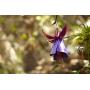 Desert Steel Hummingbird Feeder - (Fuchsia - 12”W x 18”H) - All-Weather Outdoor Metal Garden Art Flower Bird Feeder