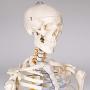 TakeTex 70.8'' Life-Size Human Skeleton Model, Including Anatomical Skeleton Model + Colorful Chart + Cover