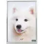 Decanit Silver Metal Thin Edge 4x6 Picture Frames, Silver Thin Profile photo frames 4 by 6 Inch,Wall Mount or Tabletop Decanit Silver Metal Thin Edge 4x6 Picture Frames, Silver Thin Profile photo frames 4 by 6 Inch,Wall Mount or Tabletop