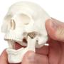 Axis Scientific Miniature Human Skull Model, 3 Part Anatomical Skull is 3.5'' Tall, with Removable Skull Cap and Moving Jaw, Includes Detailed Product Manual, Worry Free 3 Year Warranty