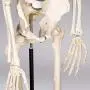 TakeTex 70.8'' Life-Size Human Skeleton Model, Including Anatomical Skeleton Model + Colorful Chart + Cover