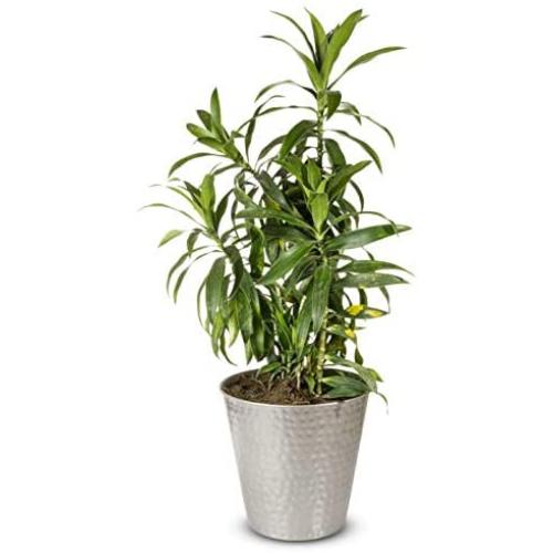 Monarch Abode 19444 Pewter Hand Hammered Garden Pot Planter