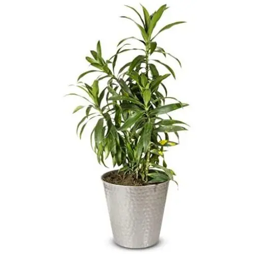 Monarch Abode 19444 Pewter Hand Hammered Garden Pot Planter Monarch Abode 19444 Pewter Hand Hammered Garden Pot Planter