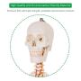 Giantex 70.8'' Life Size Skeleton Model, with Roller Stand, 2 Casters with Brake, Removable Parts, Anatomical Poster and Dust Cover, Human Skeleton Model for Anatomy