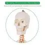 Giantex 70.8'' Life Size Skeleton Model, with Roller Stand, 2 Casters with Brake, Removable Parts, Anatomical Poster and Dust Cover, Human Skeleton Model for Anatomy Giantex 70.8'' Life Size Skeleton Model, with Roller Stand, 2 Casters with Brake, Removable Parts, Anatomical Poster and Dust Cover, Human Skeleton Model for Anatomy