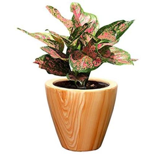 CATLEZA Smart Self-Watering Planter Pot for Indoor and Outdoor 5.5'' Round Cone Eco-Friendly Suitable for All Plants, Herb, Succulents, Flowers (Pine Wood Pattern)