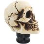 Jialuode Universal Skull Shifter Knob Car Shift Stick Handle Transmission Shifting Head Fit for SUV, Saloon car, Sedan, Truck and Van etc Bone Color