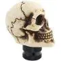Jialuode Universal Skull Shifter Knob Car Shift Stick Handle Transmission Shifting Head Fit for SUV, Saloon car, Sedan, Truck and Van etc Bone Color Jialuode Universal Skull Shifter Knob Car Shift Stick Handle Transmission Shifting Head Fit for SUV, Saloon car, Sedan, Truck and Van etc Bone Color