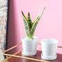 BUYMAX Plant Pots Indoor –5 inch Ceramic Flower Pot with Drainage Hole and Ceramic Tray - Gardening Home Desktop Office Windowsill Decoration Gift, Set of 4 - Plants NOT Included (White)