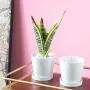 BUYMAX Plant Pots Indoor –5 inch Ceramic Flower Pot with Drainage Hole and Ceramic Tray - Gardening Home Desktop Office Windowsill Decoration Gift, Set of 4 - Plants NOT Included (White) BUYMAX Plant Pots Indoor –5 inch Ceramic Flower Pot with Drainage Hole and Ceramic Tray - Gardening Home Desktop Office Windowsill Decoration Gift, Set of 4 - Plants NOT Included (White)
