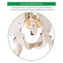 Giantex 70.8'' Life Size Skeleton Model, with Roller Stand, 2 Casters with Brake, Removable Parts, Anatomical Poster and Dust Cover, Human Skeleton Model for Anatomy