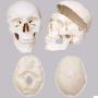 TakeTex 70.8'' Life-Size Human Skeleton Model, Including Anatomical Skeleton Model + Colorful Chart + Cover