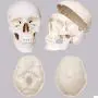 TakeTex 70.8'' Life-Size Human Skeleton Model, Including Anatomical Skeleton Model + Colorful Chart + Cover