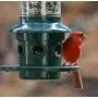 Squirrel Buster Plus Squirrel-proof Bird Feeder w/Cardinal Ring and 6 Feeding Ports, 5.1-pound Seed Capacity, Adjustable, Pole-mountable (POLE ADAPTOR SOLD SEPARATELY), Green Squirrel Buster Plus Squirrel-proof Bird Feeder w/Cardinal Ring and 6 Feeding Ports, 5.1-pound Seed Capacity, Adjustable, Pole-mountable (POLE ADAPTOR SOLD SEPARATELY), Green