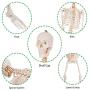 Giantex 70.8'' Life Size Skeleton Model, with Roller Stand, 2 Casters with Brake, Removable Parts, Anatomical Poster and Dust Cover, Human Skeleton Model for Anatomy