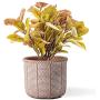 DOMDO Cement Planter Pot - 5.5 Inch Indoor Concrete Planters Bonsai Container with Drainage Hole for Home Decor, Iron-Imitation Patterned, Terracotta