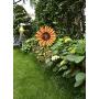 Morning View WHY Decor Beautiful Metal Sunflower Stake Large Flower Decor for Outdoor Patio Garden Yard Lawn Decoration 36 Inch