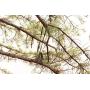 DC Cargo Mall 3/4'' x 40 SmartStake Tree Tie-Down Staking Strap Material | Loose Polyester Webbing to Guy and Stake Trees | DIY Landscaping - Custom Length TieDown Ribbon Straps DC Cargo Mall 3/4'' x 40 SmartStake Tree Tie-Down Staking Strap Material | Loose Polyester Webbing to Guy and Stake Trees | DIY Landscaping - Custom Length TieDown Ribbon Straps
