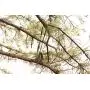 DC Cargo Mall 3/4'' x 40 SmartStake Tree Tie-Down Staking Strap Material | Loose Polyester Webbing to Guy and Stake Trees | DIY Landscaping - Custom Length TieDown Ribbon Straps